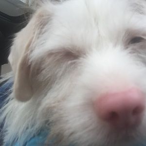 Meet your Posher, Sam